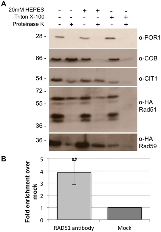 Rad51p and Rad59p localize to the mitochondrial matrix.