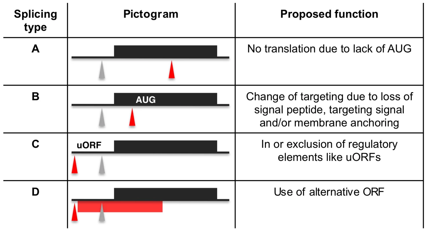 Proposed functions for alternative splicing variants.