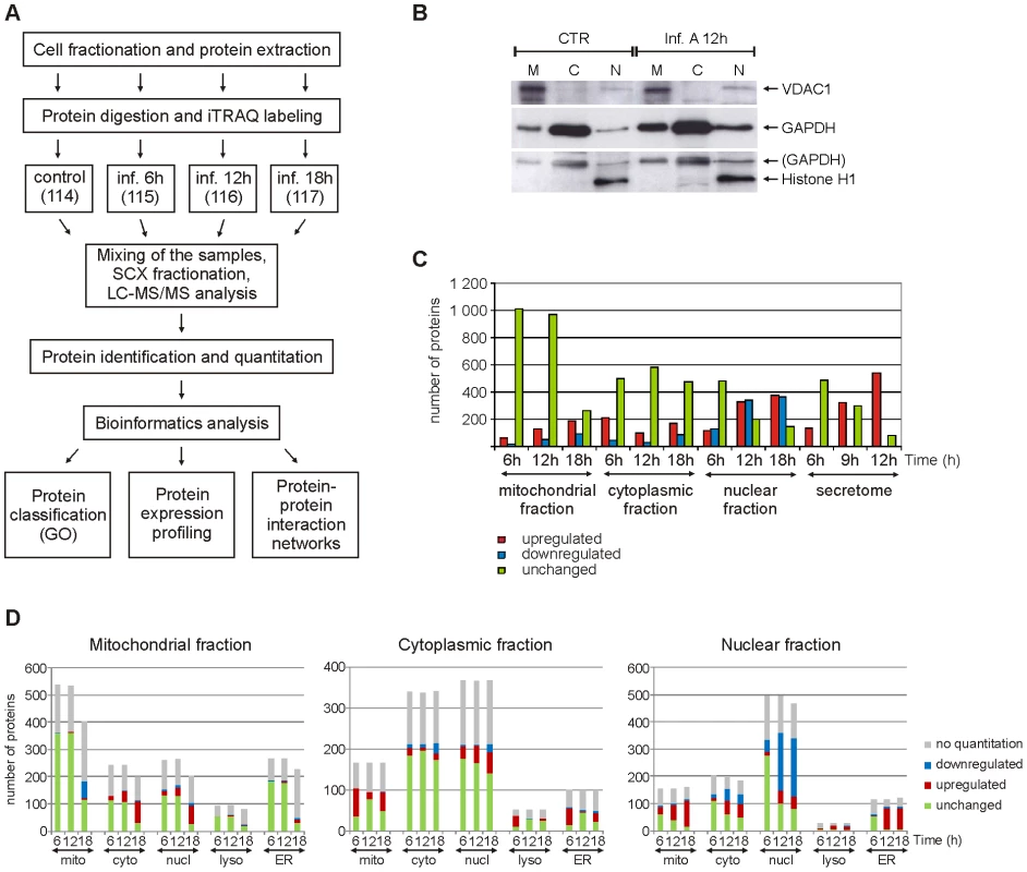 Quantitative subcellular proteome and secretome analysis of influenza A virus-infected human primary macrophages.