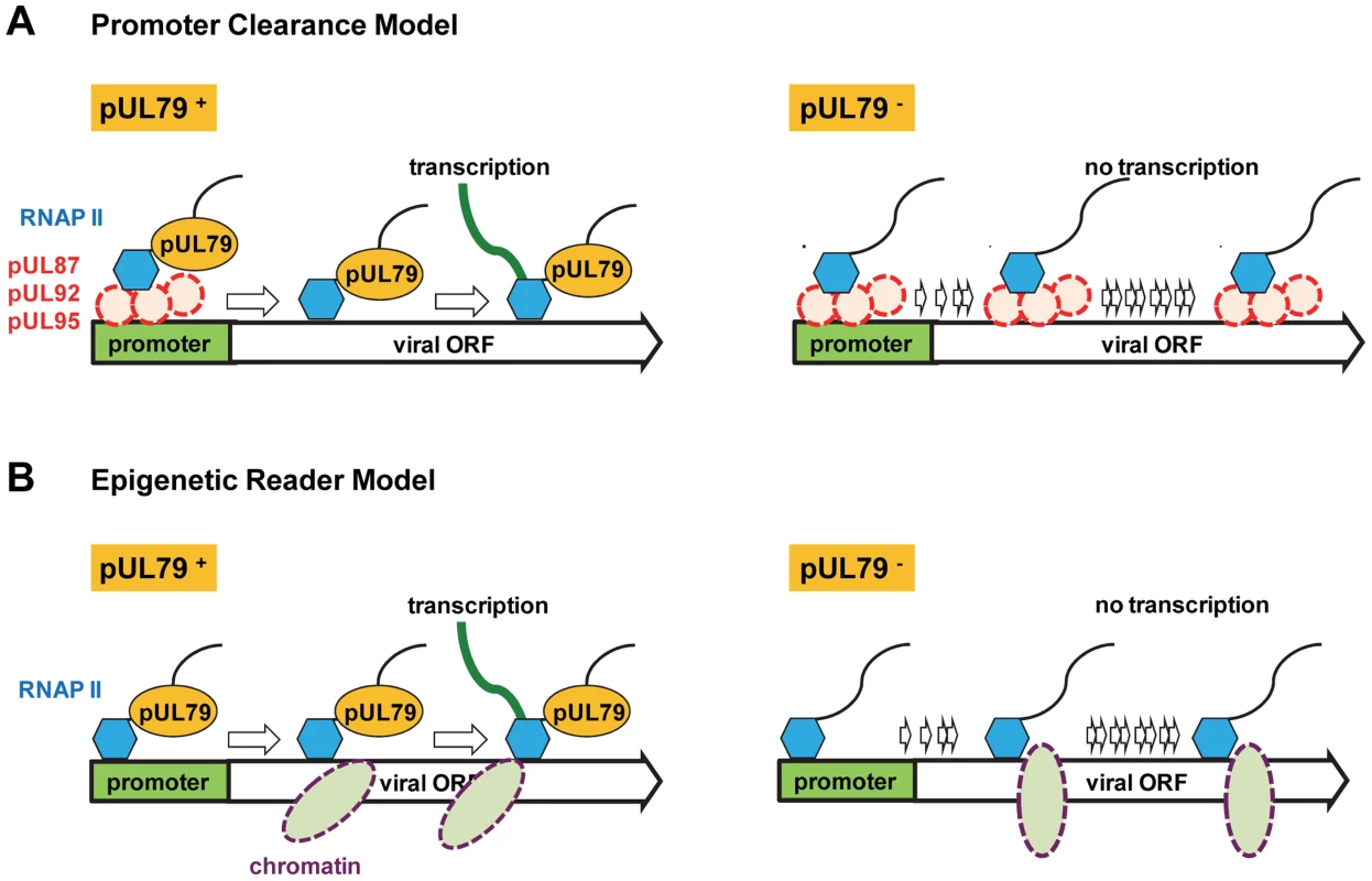 Potential role of pUL79 in RNAP II-mediated viral transcription.
