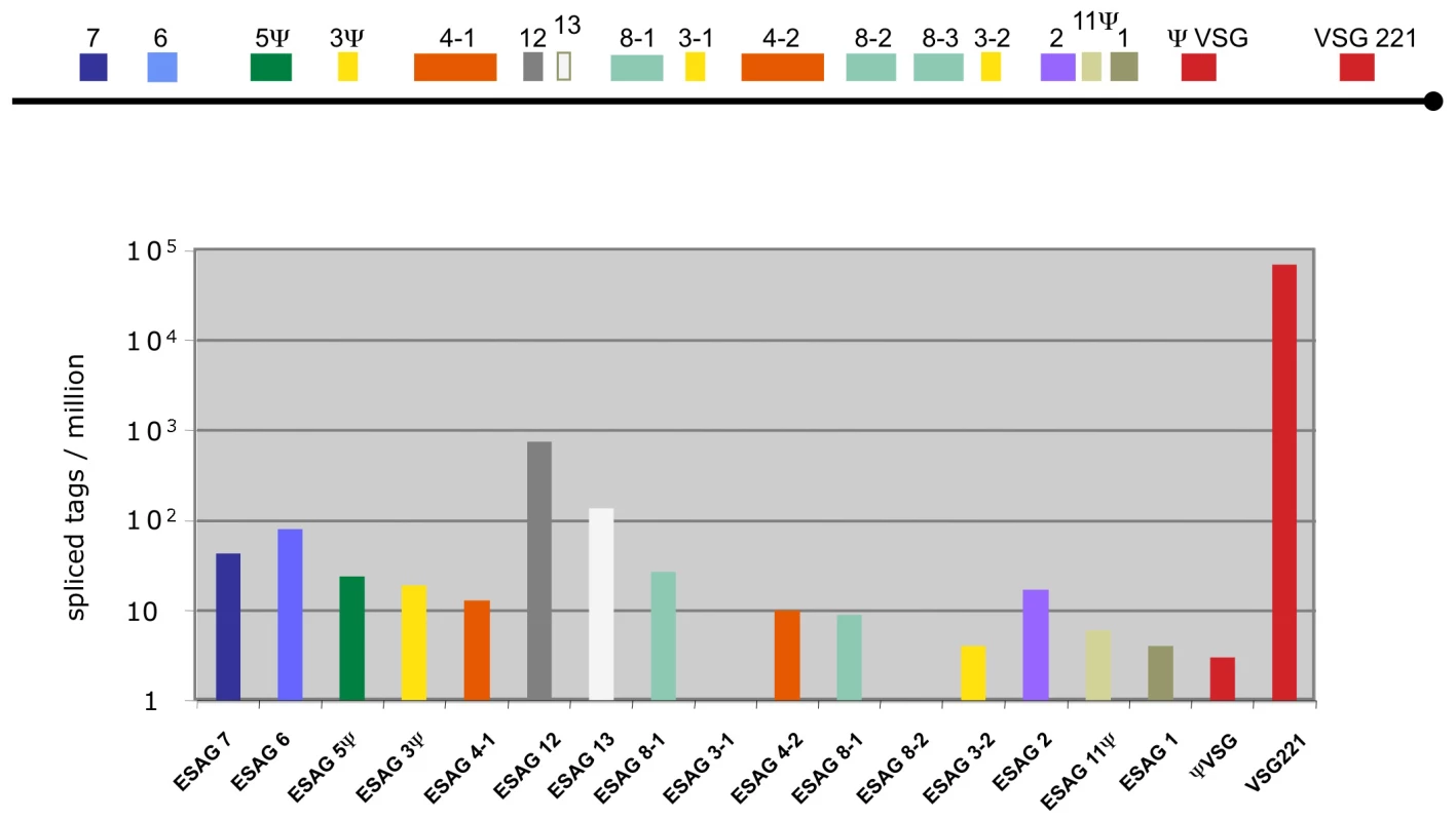 Expression levels of genes in the active VSG expression site.