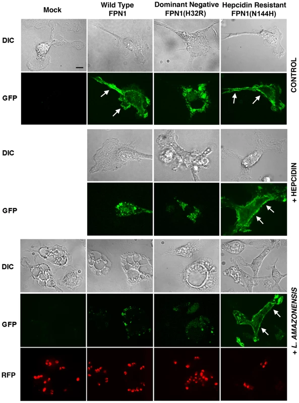 Fpn1 removal from the cell surface stimulates the intracellular growth of <i>L. amazonensis</i>.