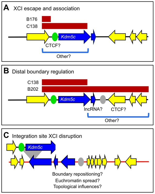 Two genetically separable regulatory activities at the <i>Kdm5c</i> locus.
