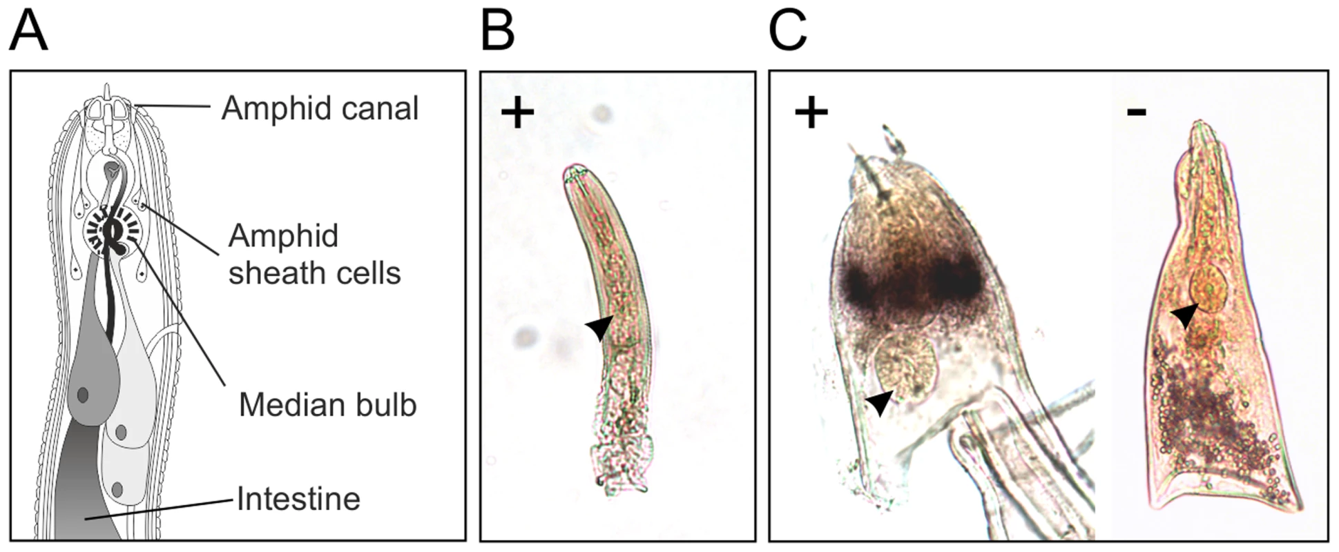 HYP effectors are expressed in the amphid sheath cells of parasitic females.