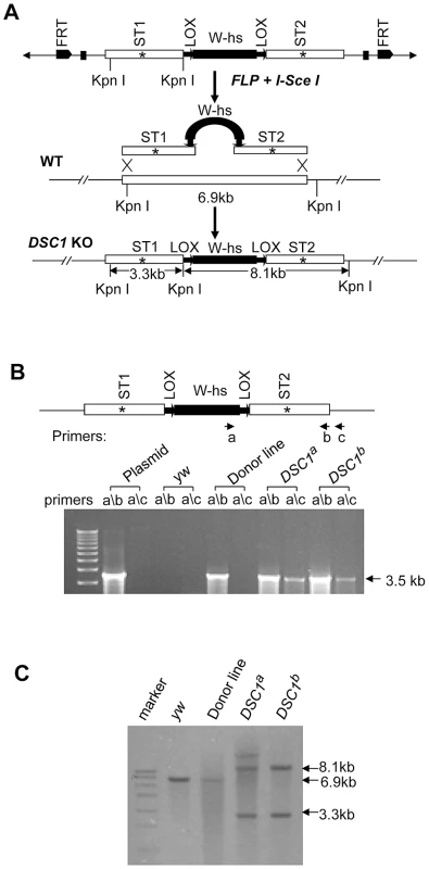 Method for targeted gene knockout and confirmation by PCR and Southern blot analysis.