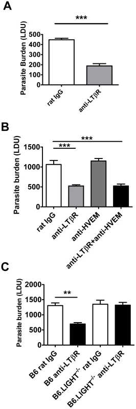 Blockade of LIGHT-LTβR signalling has an anti-parasitic effect at the time of infection in the liver.