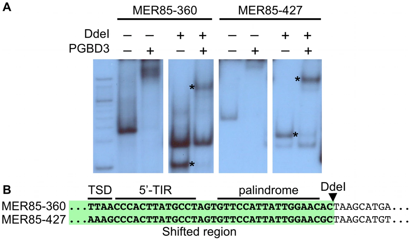 The PGBD3 transposase binds to the 5′ end of MER85s <i>in vitro</i>.