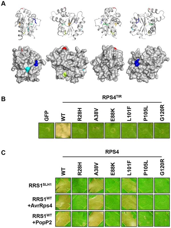 Functional analysis of <i>SUSHI</i> mutations in the RPS4 TIR domain.