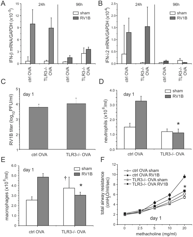 Airway responses in RV1B-infected, OVA-sensitized and -challenged TLR3 null mice.