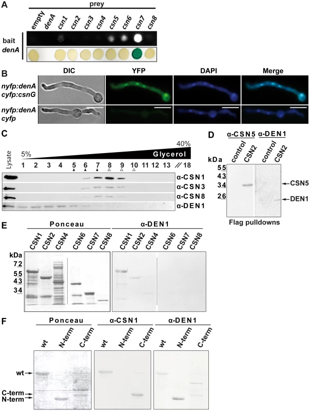 DEN1/DenA deneddylase interacts with the COP9 signalosome (CSN) in fungal and human cells.