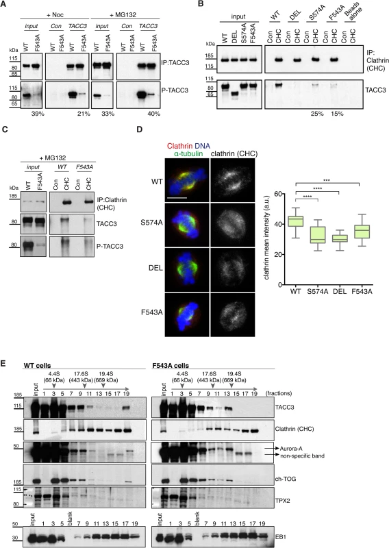 The F543A mutation impairs phosphorylation of TACC3 and its interaction with clathrin.