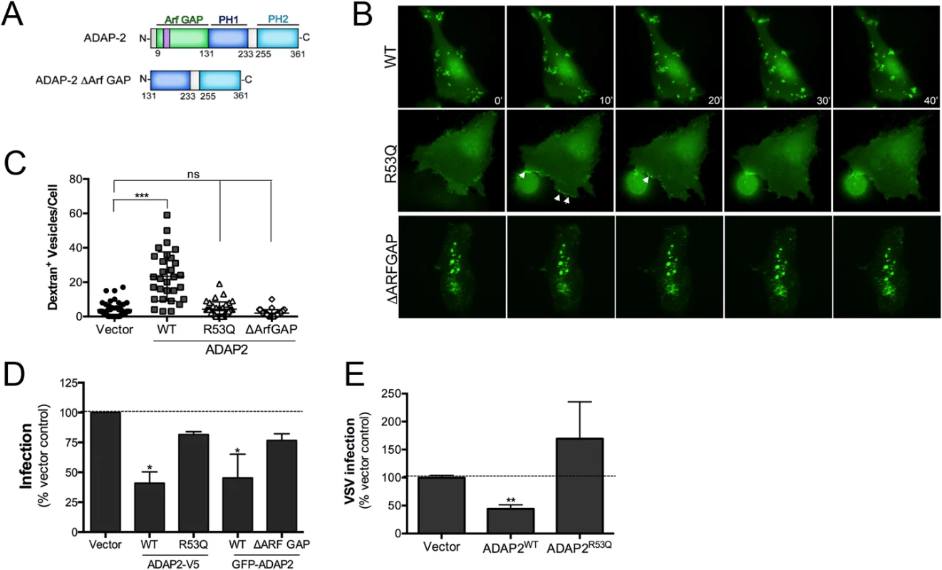 The Arf6 GAP activity of ADAP2 is required for its induction of macropinocytosis and antiviral effects.