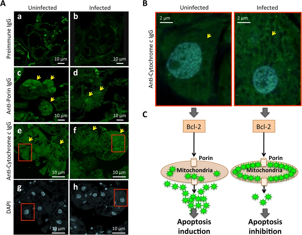 Immunohistochemical localization of tick Porin and Cytochrome c.