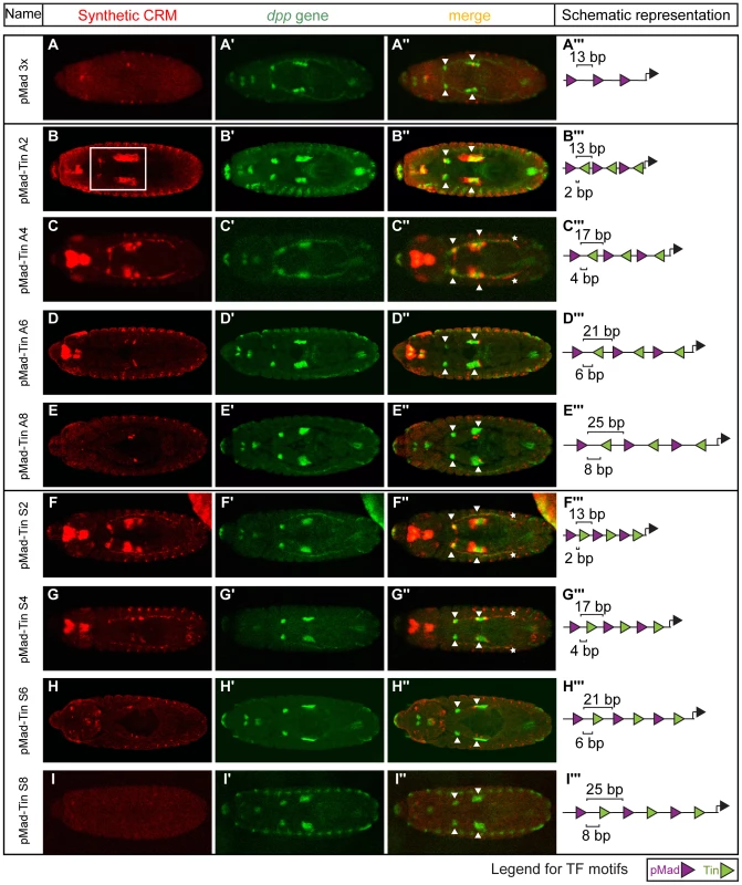 Changes in motif organisation have a graded effect on activity of CRMs in the visceral mesoderm.