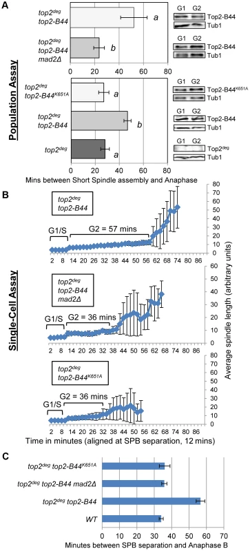 DNA-Associated Top2-B44 Activates a Mad2-Dependent G2/M Checkpoint.