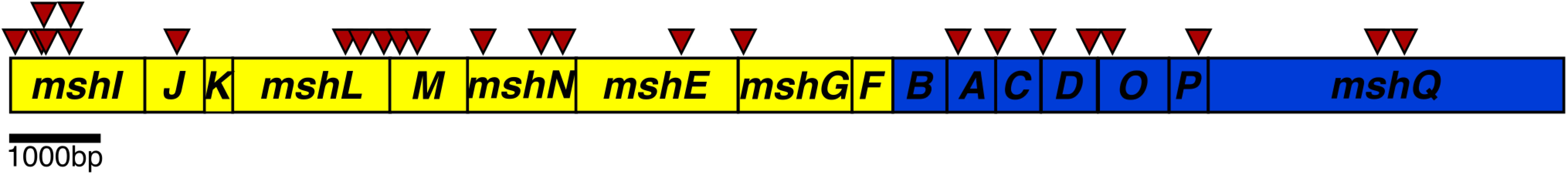 Schematic representation of the transposon insertions in the Msh operons.