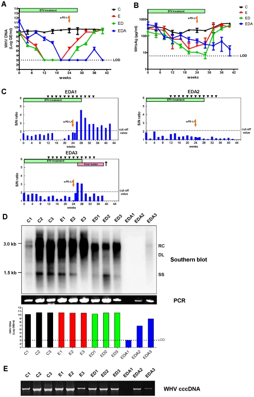 <i>In vivo</i> PD-L1 blockade synergizes with therapeutic vaccination to control WHV replication.