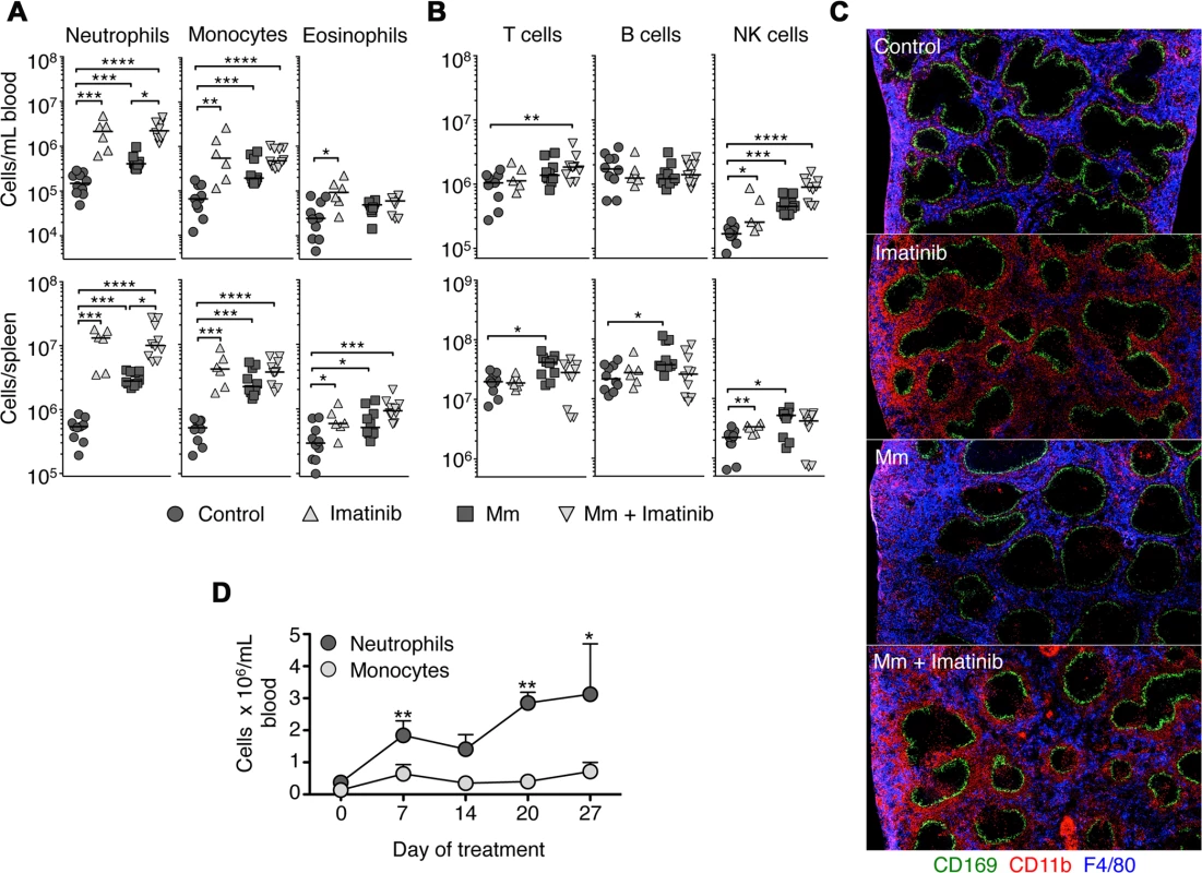 Imatinib treatment induces expansion of myeloid cells in mouse spleen and blood.