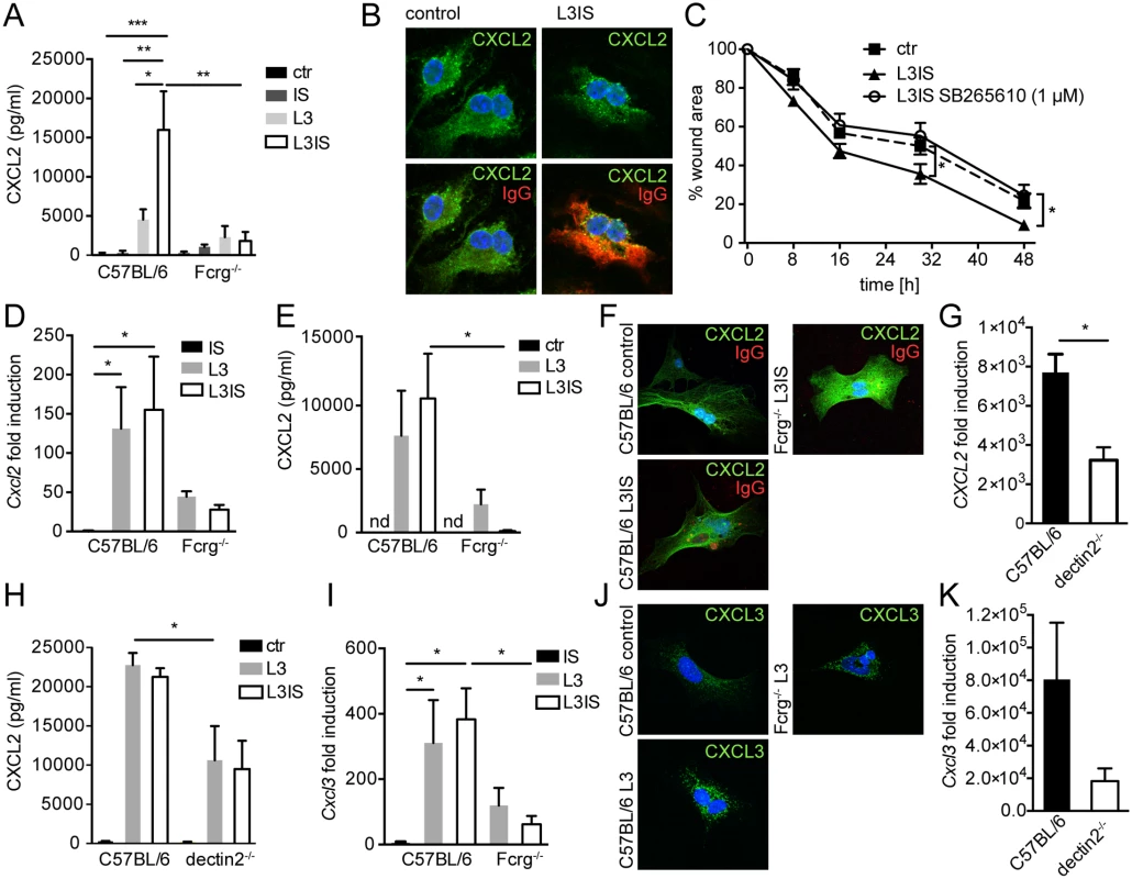 Helminths and antibodies trigger CXCL2 release by MΦ or MF via antibody-Fcrg- or Fcrg-chain/ dectin2 signaling, respectively and MF respond to MΦ-produced CXCR2 ligands in vitro.