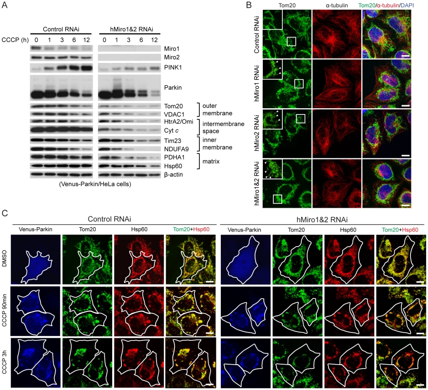 Miro knockdown facilitates the removal of damaged mitochondria by Parkin-mediated mitophagy.