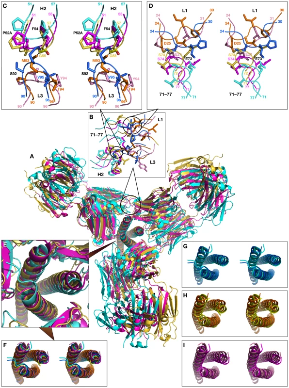 Superimposed models of the complexes of the trimer of N-HR helices of gp41 with three Fab molecules, built by sequentially superimposing single helices.