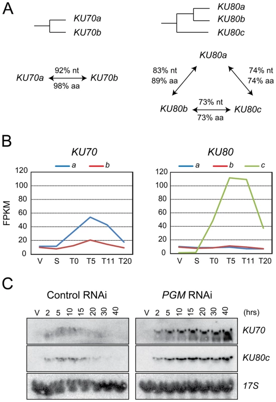 <i>KU70</i> and <i>KU80</i> genes in <i>P. tetraurelia</i>.