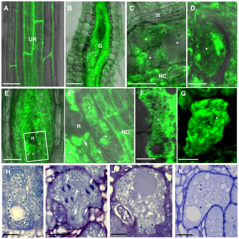 γ-Tubulin Localization and Overexpression in Giant Cells of Nematode Infected Roots of the <i>TUBG1-GFP</i> line.