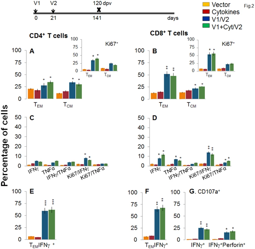 Stability and effector phenotype of D/P vaccine elicited T cells in mice.