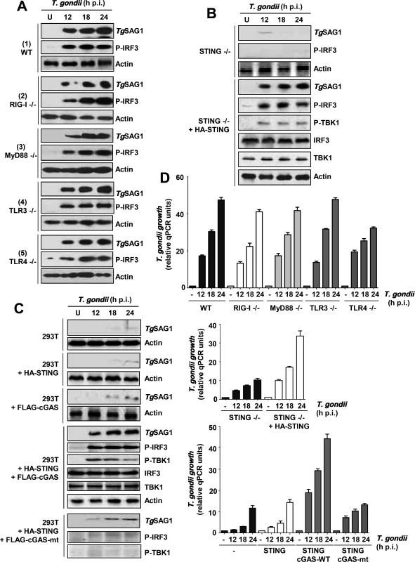 Essential role of a TLR3/4-independent cGAS-STING signaling axis in PISA and optimal <i>T</i>. <i>gondii</i> replication.