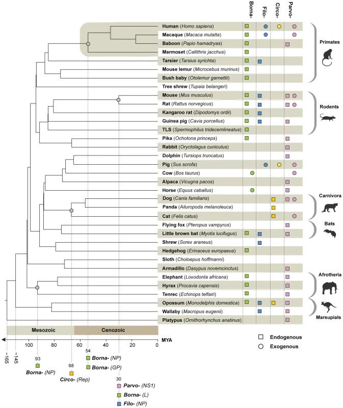 Timescaled phylogenetic tree of mammals screened in this study (after Bininda-Emonds <i>et al</i> <em class=&quot;ref&quot;>[<b>42</b>]</em>) showing the known distribution of EVEs and of exogenous Borna-, Filo-, Circo-, and Parvoviruses.
