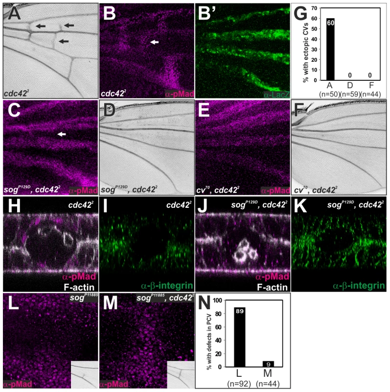 Sog-Cv-dependent BMP signaling is induced along ectopic wing vein morphogenesis by loss of <i>cdc42</i>.