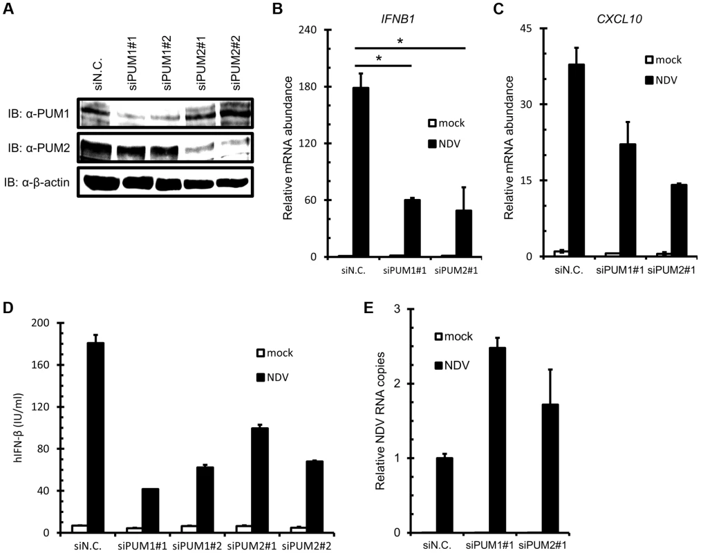 Knockdown of PUM1 and PUM2 downregulates NDV-induced gene activation.