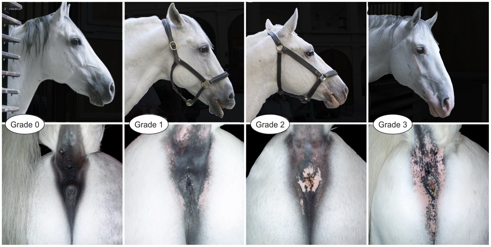 Variation of vitiligo grade in four grey Lipizzan horses.