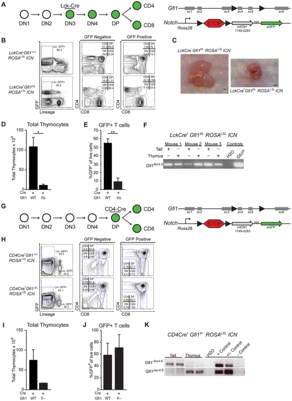 Loss of <i>Gfi1</i> and activation of intracellular Notch1 results in thymic hypoplasia.