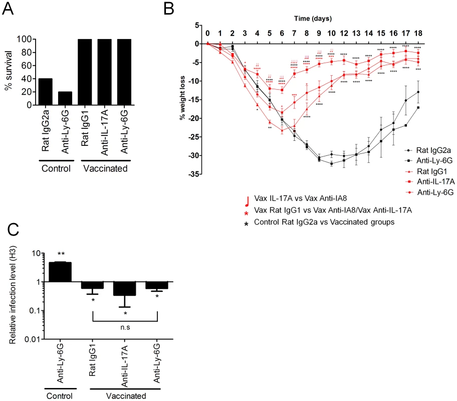 Neutralization of IL-17A and neutrophil depletion ameliorates enhanced weight loss.
