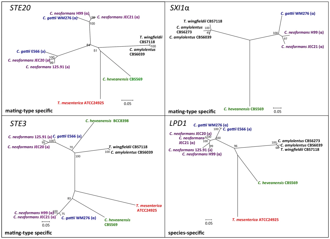 Phylogenetic patterns of four <i>C. amylolentus MAT</i> genes.