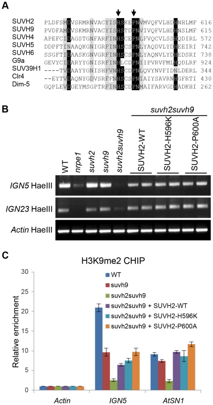 Mutation of the conserved SET domain in SUVH2 has no effect on DNA methylation and H3K9me2 at RdDM loci.