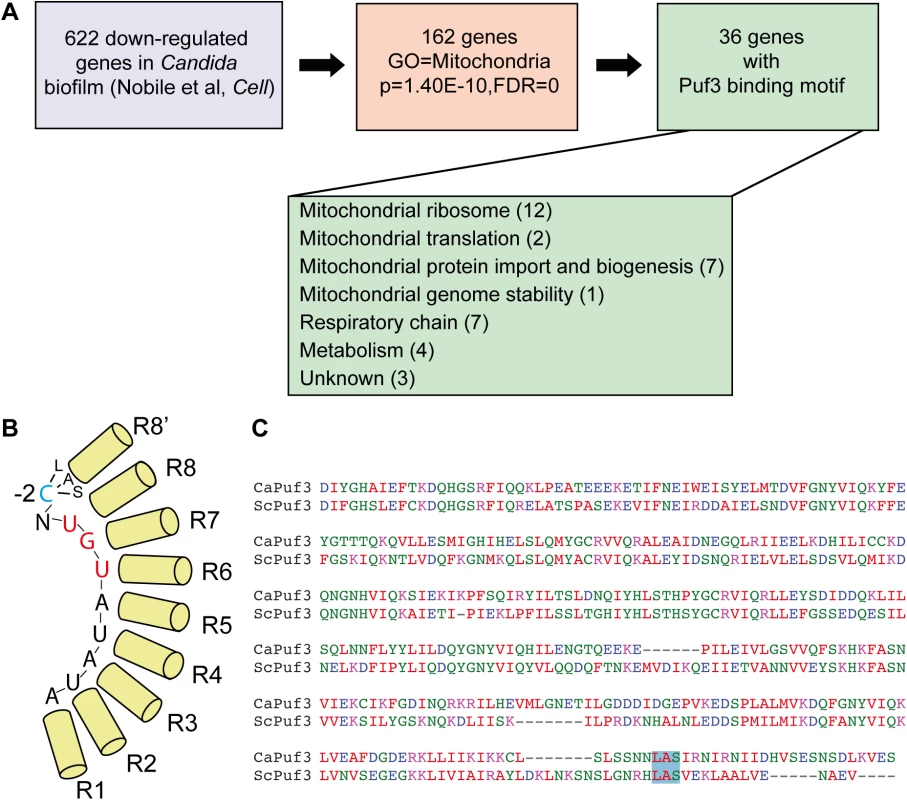Biofilm mRNA targets of the Pumilio RNA binding protein Puf3.