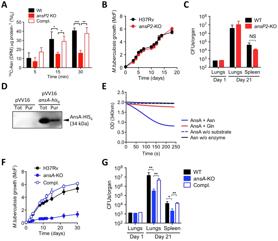 The function and <i>in vivo</i> relevance of AnsP2 and AnsA in asparagine utilization in <i>M. tuberculosis</i>.