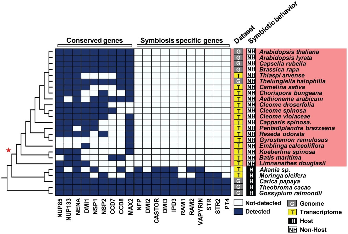 Loss of the ‘symbiosis-specific’ genes in the order Brassicales.