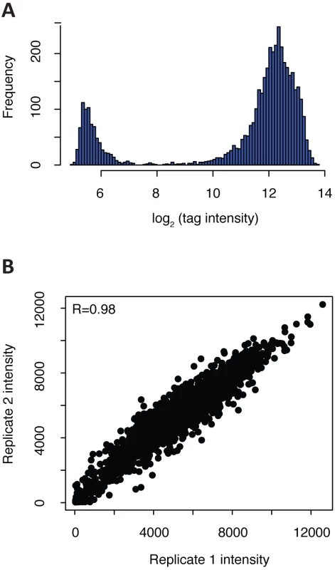 Validation of tagged <i>C. albicans</i> mutants via microarray hybridization.