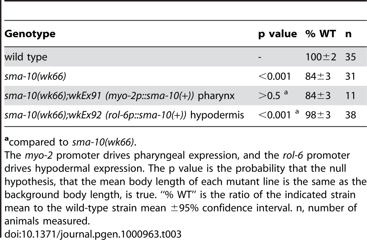 Hypodermal <i>sma-10</i> expression rescues the body size defect of <i>sma-10(lf)</i> animals.