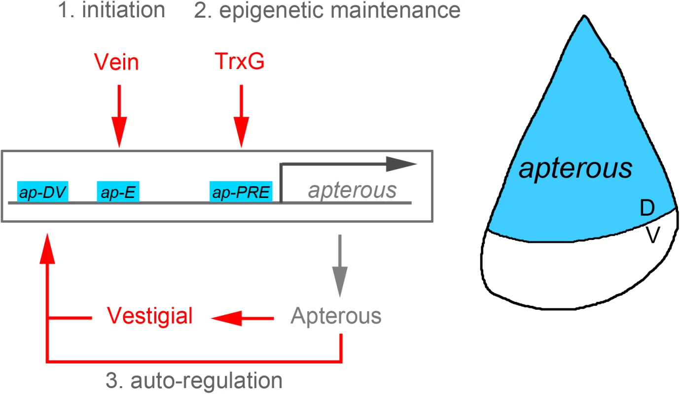 Illustration of the <i>apterous</i> locus with its regulatory regions involved in the control of its expression in the <i>Drosophila</i> wing.