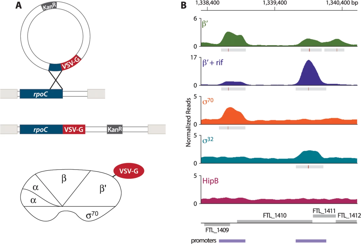 Identification of promoters in <i>F</i>. <i>tularensis</i> using ChIP-Seq.