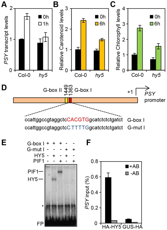 HY5 is a positive regulator of carotenoid and chlorophyll biosynthesis and controls <i>PSY</i> gene expression by promoter binding.