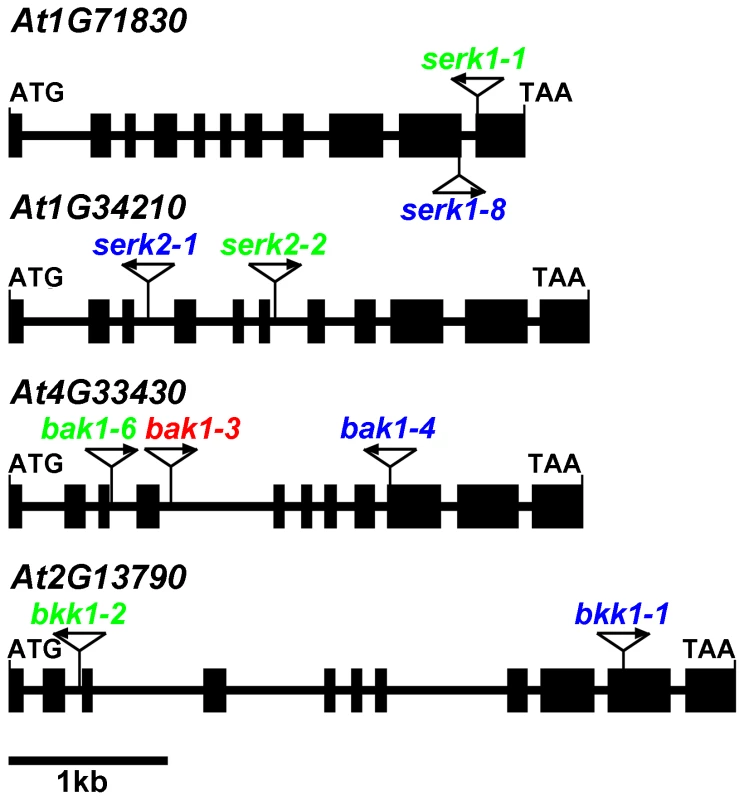 Two independent sets of T-DNA insertion null mutants used in this study.