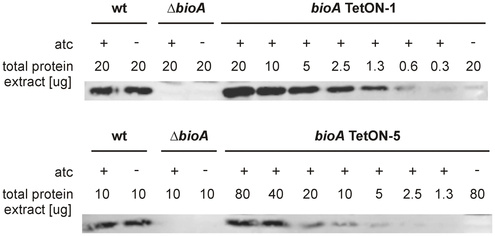 Quantitative BioA immunoblotting of <i>bioA</i> TetON-1 and <i>bioA</i> TetON-5.