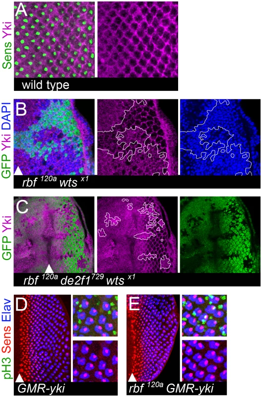 Aberrant Yki activity is not sufficient to trigger dedifferentiation of <i>rbf</i> mutant cells.