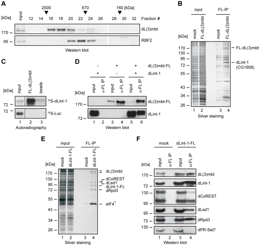 dLint-1 is a novel dL(3)mbt–interacting protein.