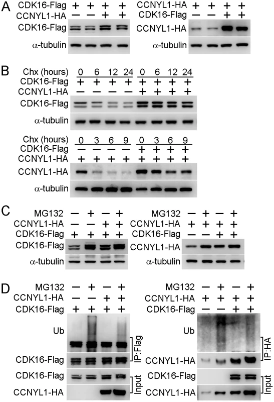 The interaction of CCNYL1 and CDK16 and protection of protein stability.